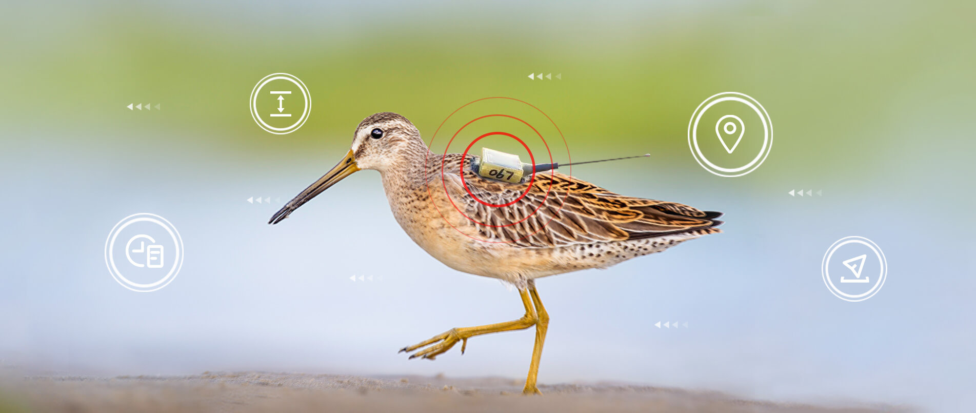 j9官网物联网整体解决方案，助力小型鸟类实现全球追踪